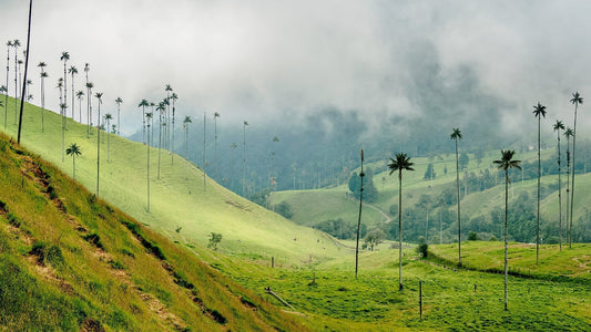 Colombia-el-país-que-respira-creación The Blue House
